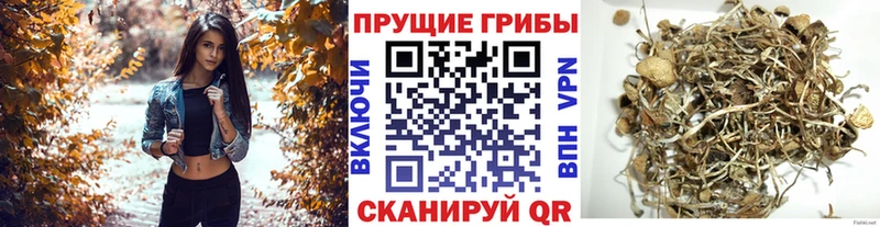 наркошоп  blacksprut вход  Галлюциногенные грибы Cubensis  Калининград 